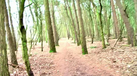 Forest People 16 動画素材 11249950