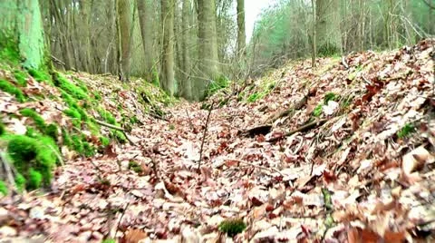 Forest People 17 Stock Footage 11241904