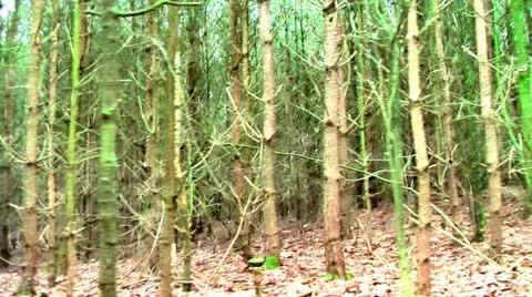 Forest People 18 Видео 11240398