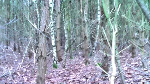 Forest People 19 Stock Footage 11240743