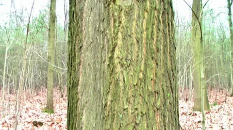 Forest People 20 動画素材 11240023