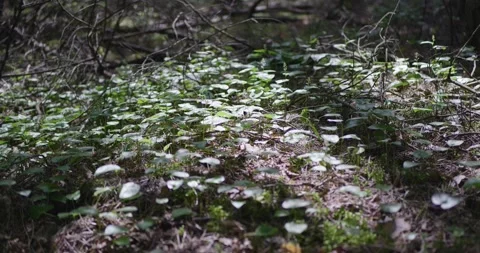 Forest peyzash in the spring. Stock Footage 132259850