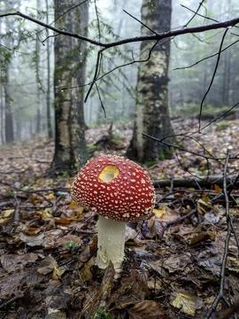 Forest Phantom: A lone fly agaric mushroom emerges from the mist, a mysteri.. Stock Photos