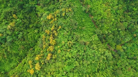 Forest in the Philippines Stock Footage 163188535