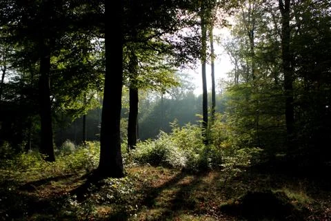 Forest Stock Photos