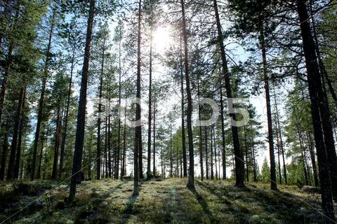 Forest Stock Photos