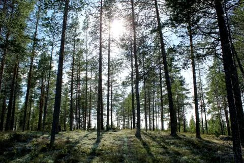 Forest Stock Photos