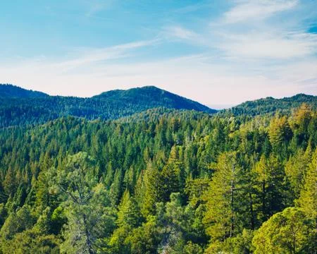 Forest Stock Photos