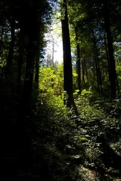 Forest Stock Photos