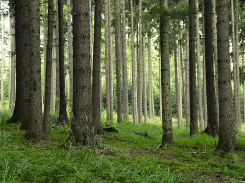 Forest Stock Photos