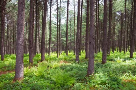 Forest Stock Photos