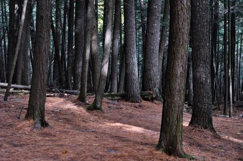 Forest Stock Photos