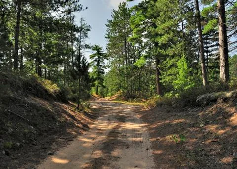 Forest Stock Photos
