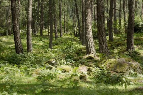 Forest Stock Photos