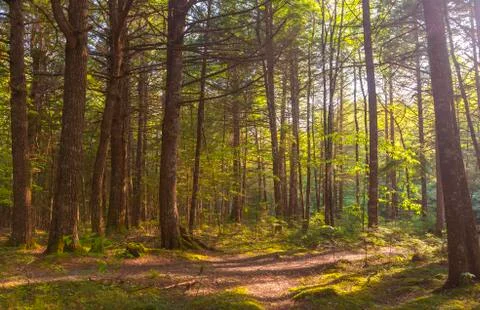 Forest Stock Photos