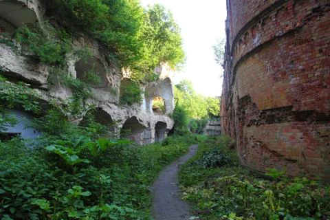 Forest 스톡 사진