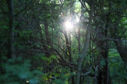 Forest 스톡 사진