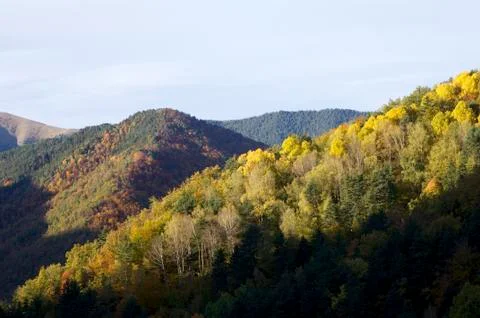 Forest Fotos de archivo