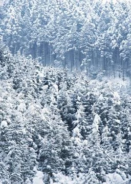 Forest Stock Photos