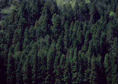 Forest Stock Photos