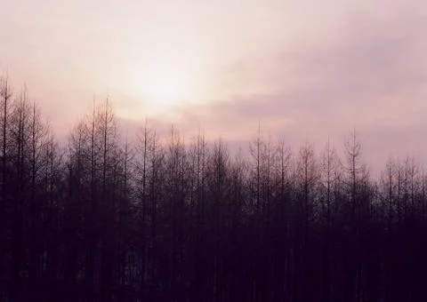 Forest Stock Photos