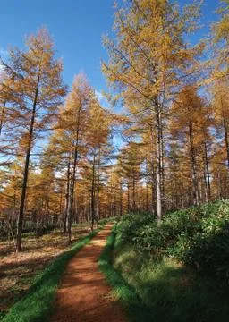Forest Stock Photos