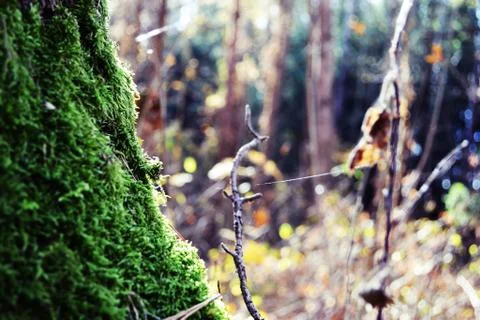 Forest 스톡 사진