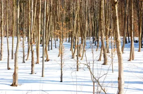 Forest Stock Photos