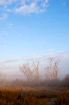 Forest 스톡 사진