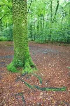Into the forest Stock Photos