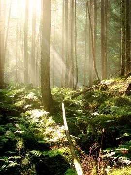 Forest Stock-Fotos