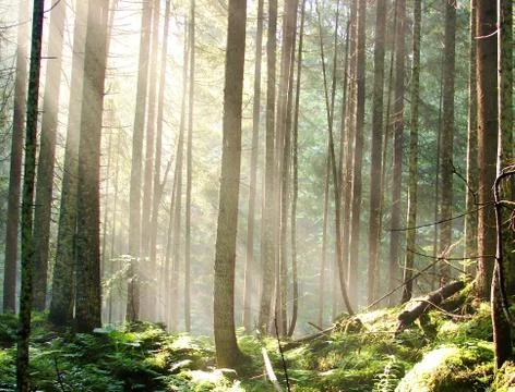 Forest Stock Photos