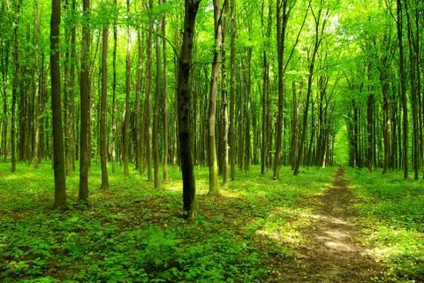 Forest Foto stock