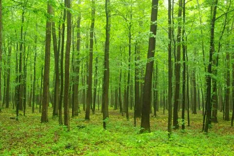 Forest Stock Photos