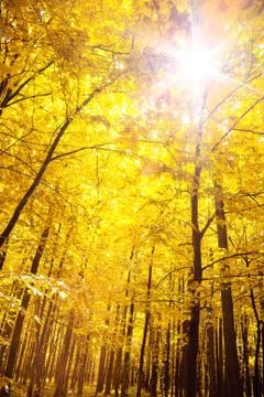 Forest Stock-Fotos