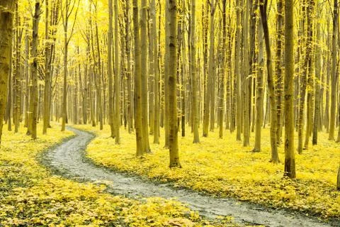 Forest Foto stock