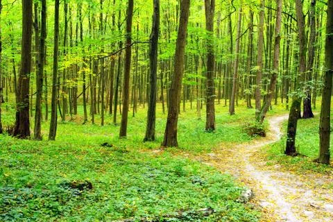 Forest Stock Photos
