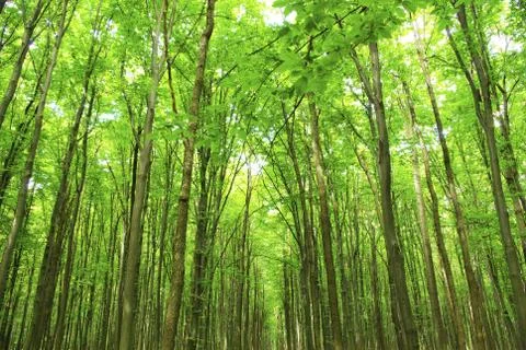 Forest Stock Photos