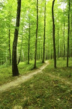 Forest Foto stock