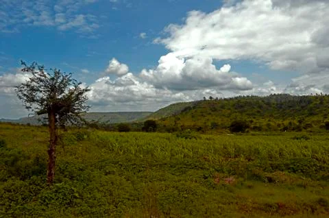 The forest Stock Photos