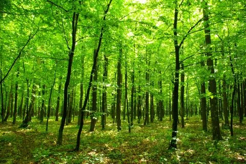 Forest Foto stock