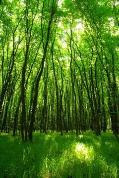 Forest Stock-Fotos