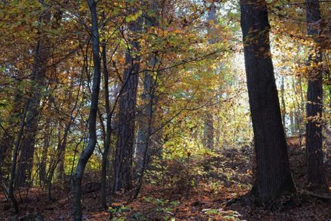 The forest Stock Photos