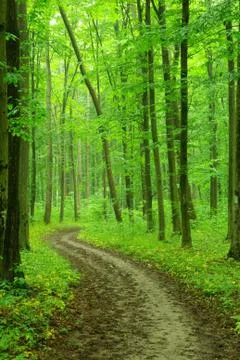 Forest Foto stock