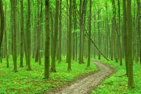 Forest Stock Photos