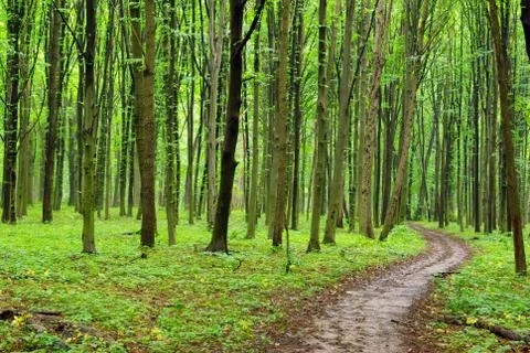 Forest Stock Photos