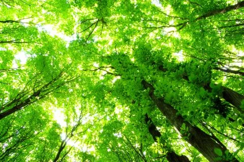 Forest Foto stock