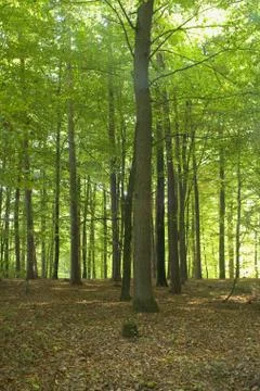 Forest Foto stock