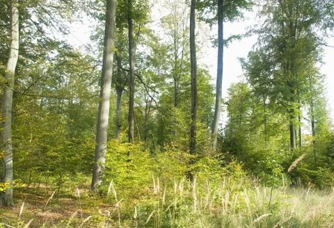 Forest Stock Photos