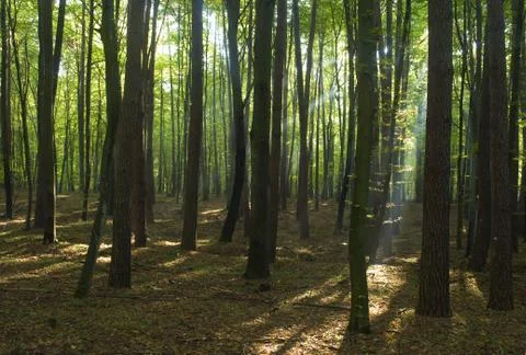 Forest Stock Photos